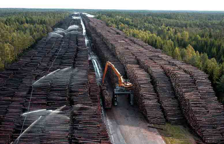 Бесконтрольная вырубка лесов